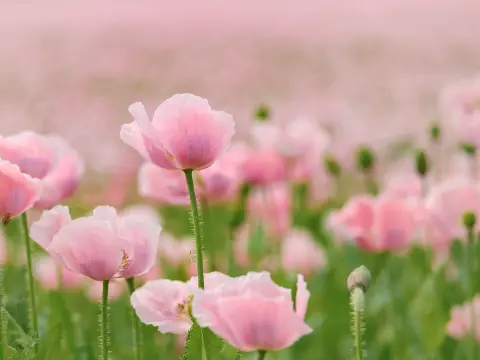 Biocarburants : enjeux de la certification