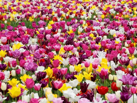 Biocarburants : solution pour transition énergétique ?