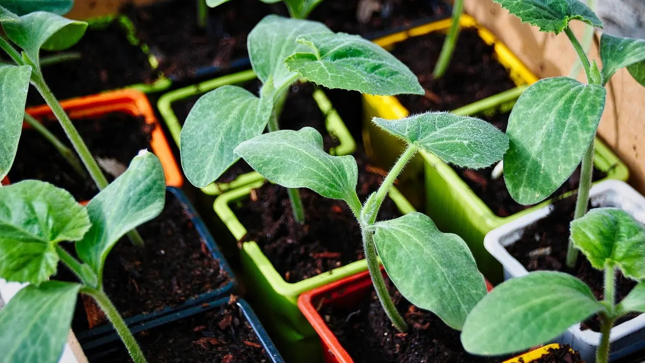 Biocarburants : rentabilité et enjeux économiques