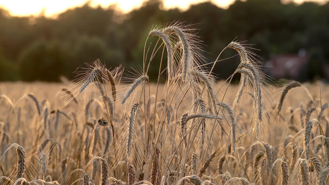 Biocarburants et biogaz : une alternative écologique
